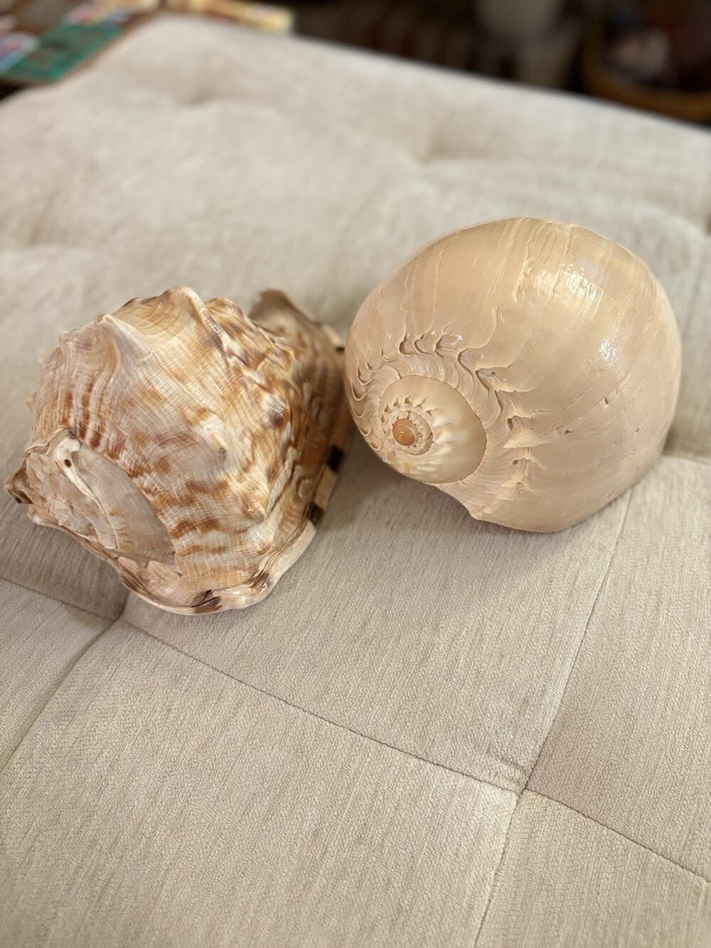 King Helmet Cassis Tuberosa & Crowned Baler Melon 8-9” Shell Specimen Lot Of 2